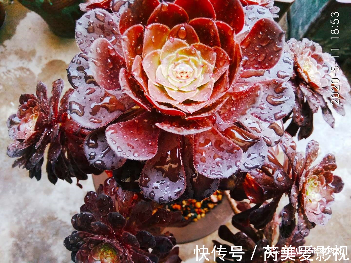 落叶|法师多肉一碰就掉叶子?两种原因和对应的处理方法,看看就学会了