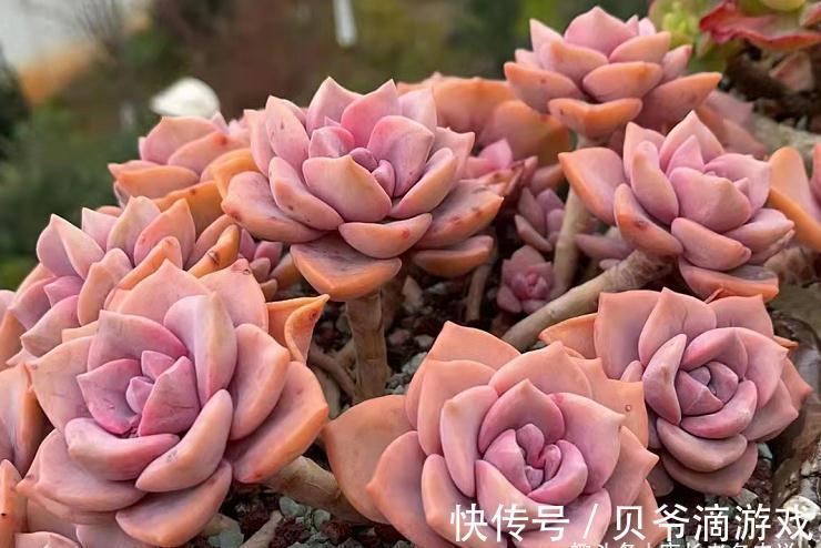 刚入坑的新手，不要错过这6款多肉，好养不说，冬天还能轻松变美