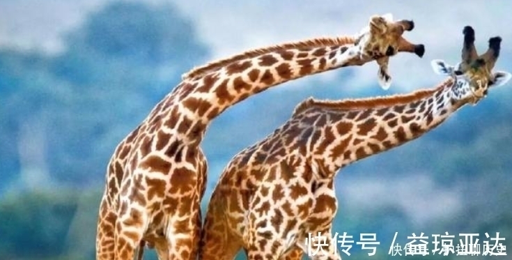 狮子$麒麟到底是什么动物?原本“麒”和“麟”是2种动物?