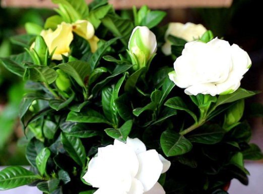 栀子花|栀子,茉莉不要抱怨养得不好用这种“肥水”浇,疯了不能坚持很久,旺盛