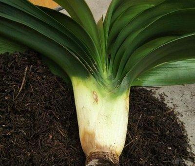 老花农养君子兰的秘诀，根再也不烂了，叶子变得油亮开花多！