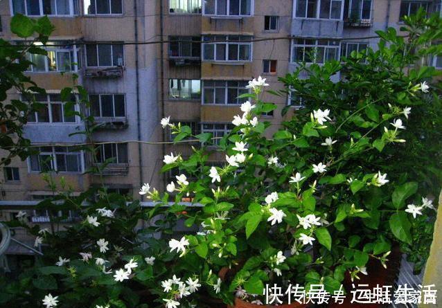 茉莉花|螨虫、细菌最“厌恶”的3种花，赶紧养1盆，烦恼“消除”身体棒