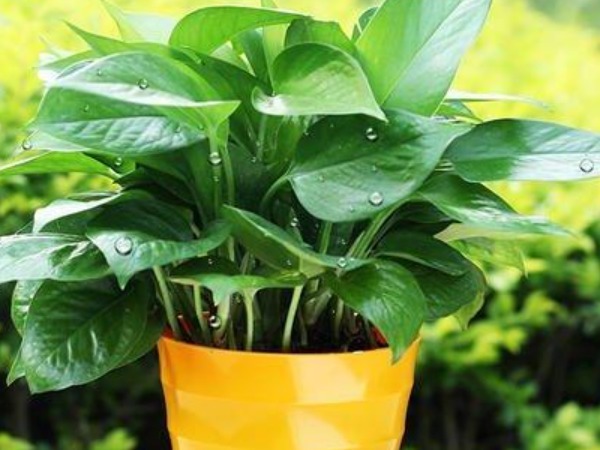 莳萝|“一颗绿萝七个鬼”,家中不能放绿萝都是过来人的经验之谈!