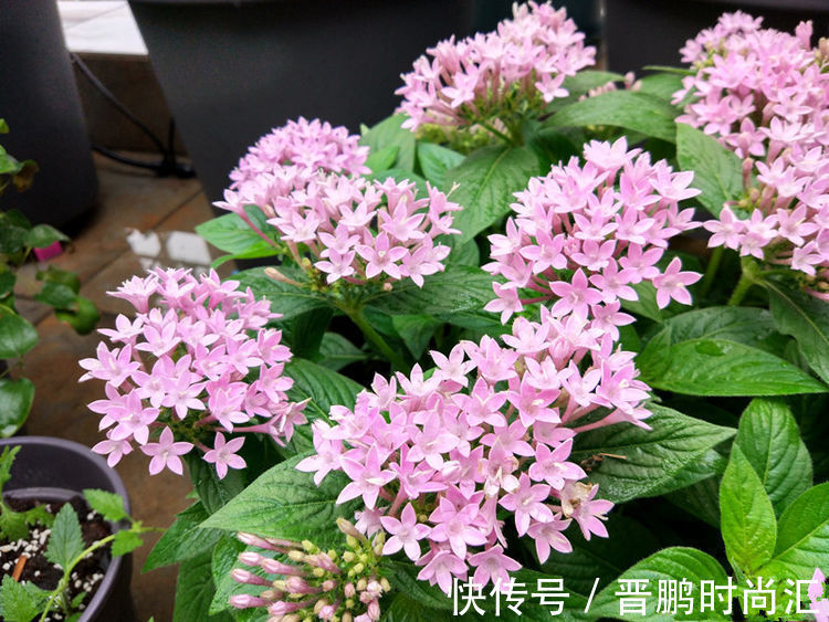 几种花养家里,开花特漂亮,懒人新手都能养好