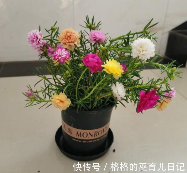 适合不同月份的12种花,颜值高好养护,轻松爆花惹人爱,值得拥有