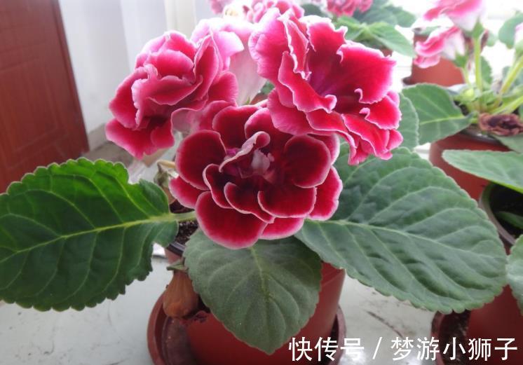 秋冬家里采光差,可以种上3种花,有点散光就能开灿烂,美极了