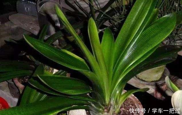 君子兰不见长,是僵苗还是养护不当教你“4招”,快速恢复活力!