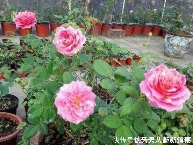 浇水|淘米水、啤酒水都别用,老花农只用它泡水,什么花都能浇,疯长