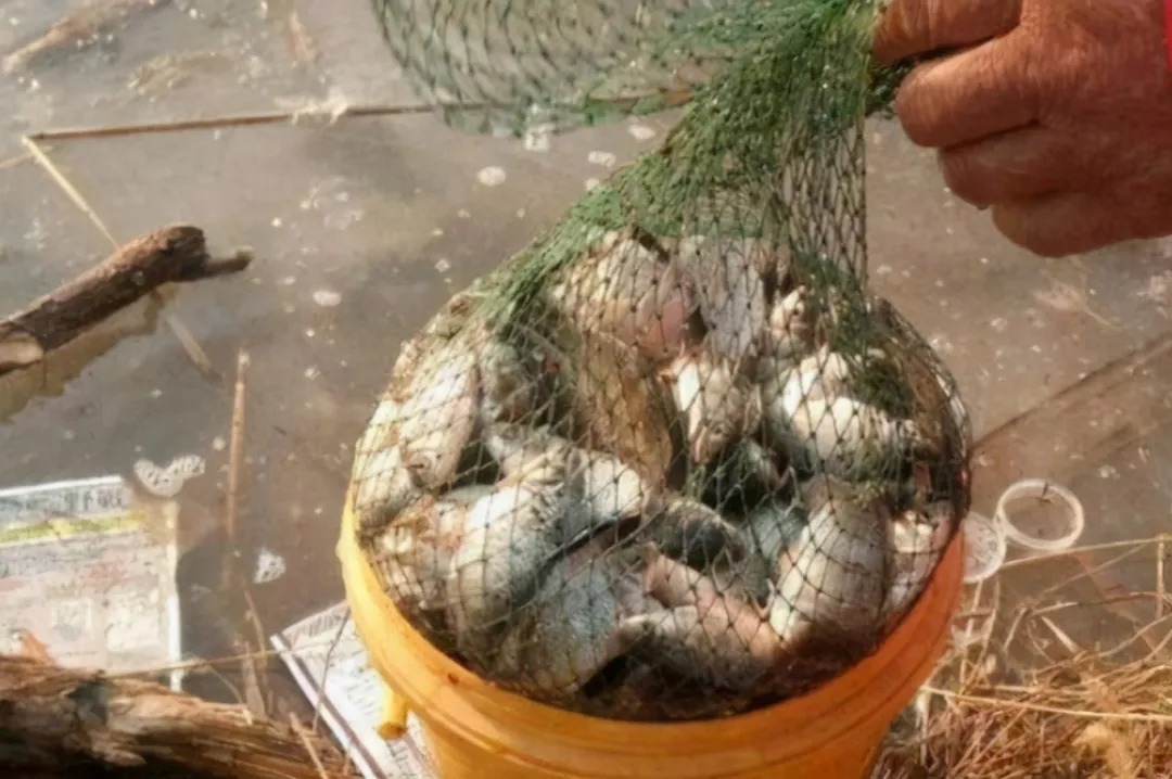 冬钓时,唯独这用饵秘诀最有效,每次钓完都很过瘾,不信就试试