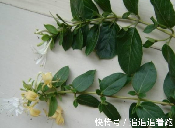 还在养吊兰3种花剪根枝,插土里就能活,半年成花墙,太惊艳了