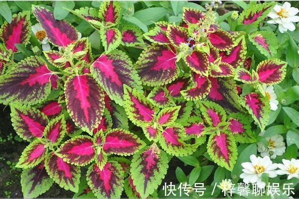 此花好似夜中的明珠,发出耀眼的七彩光芒,会给善良之人带来幸福