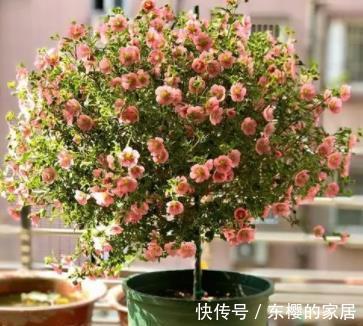 三角梅|夏天“富养”的4种花,越热越要补“大肥”,才能开花一茬接一茬