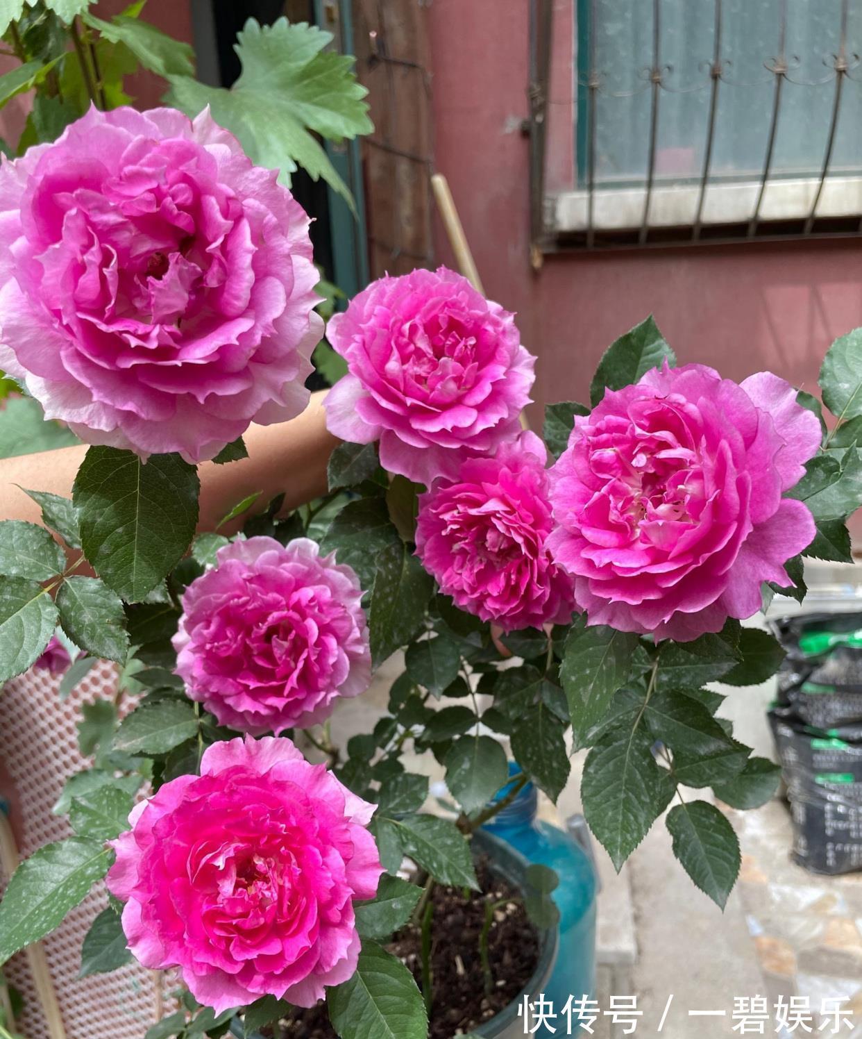 阳台养花,养棵“天方夜谭”吧,美丽若牡丹,浓香四溢,多季花开