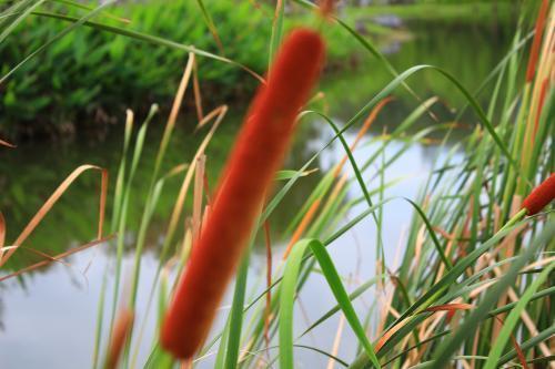  奇特|河边野草可真多，这种“香肠草”样子最奇特，作用也很多