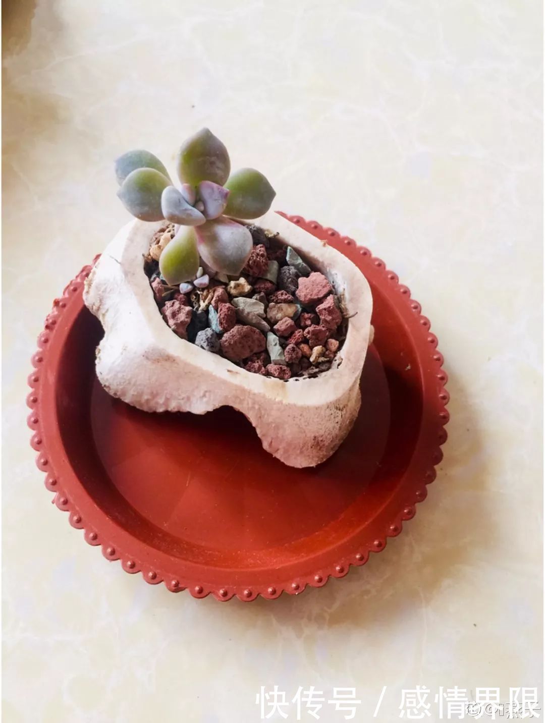 多肉盆栽猪肉这么贵,骨头洗干净种多肉,比花盆还好看