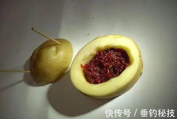 红虫饵|冬季，使用红虫钓鱼的技巧，咬钩稳拿大板子