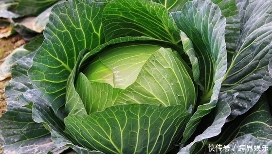 萝卜|白菜萝卜“靠边站”,它才是“菜王”,帮助清血管,还能养胃护胃