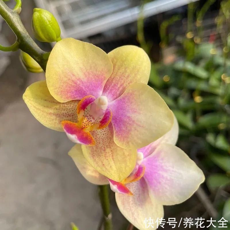 红火好养的“喜庆花”，现在买不吃亏，下个月价格翻两倍