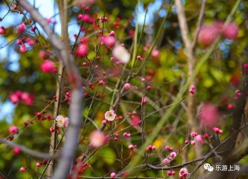老年|上海这些赏梅地！有空时不如去逛逛爱申活暖心春