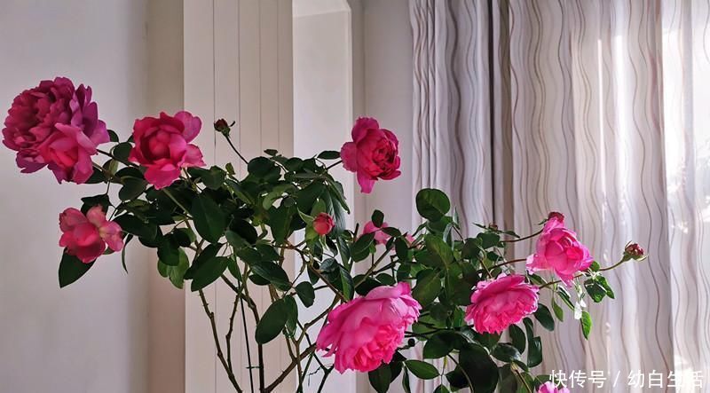 盆栽|此盆栽花超级香,一花在室,满堂皆香,观赏价值高,四季有花开