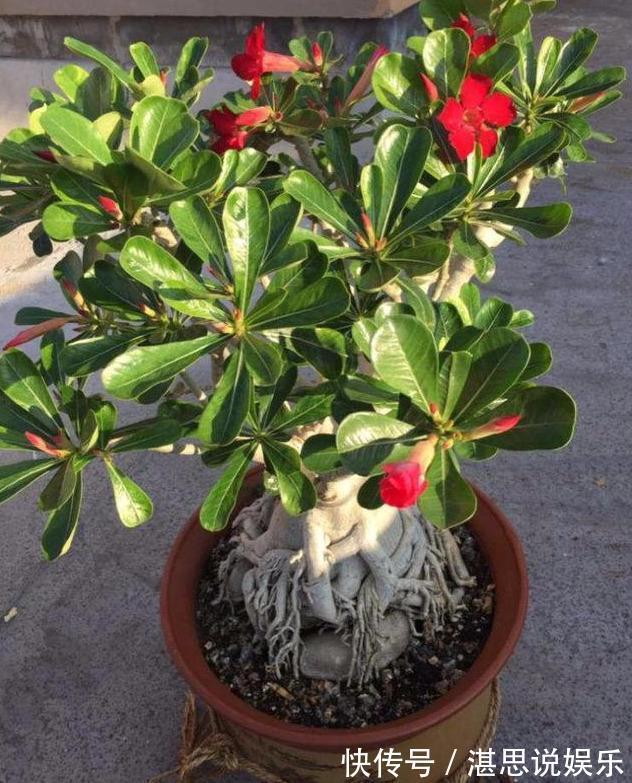 花卉|刚买的沙漠玫瑰,换盆注意“4点”,生根快速,夏季开花不间断