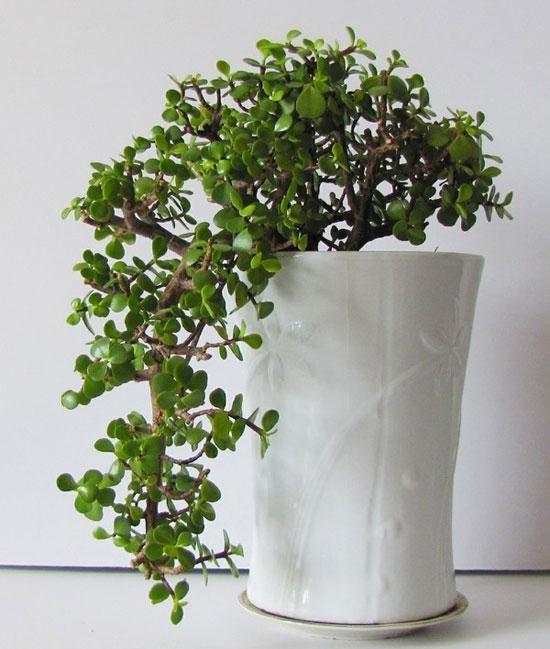 盆栽|3种“招财花”,掐个叶子养1盆,旺运又招财,日子越过越好