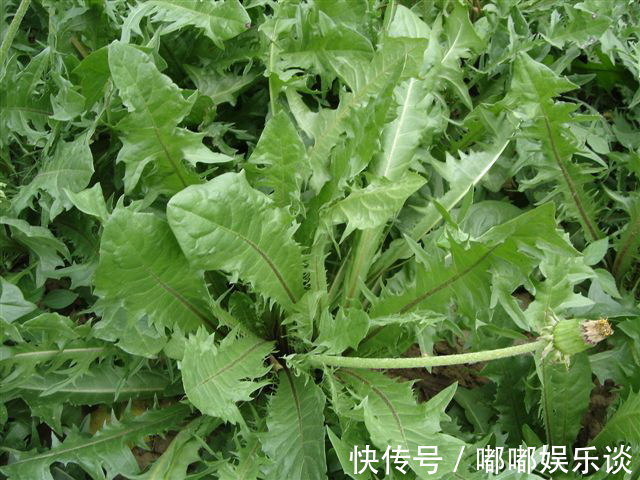 疔毒疮肿|纯天然的消炎药,女性要多吃,感冒、妇科炎症看见也许绕道跑