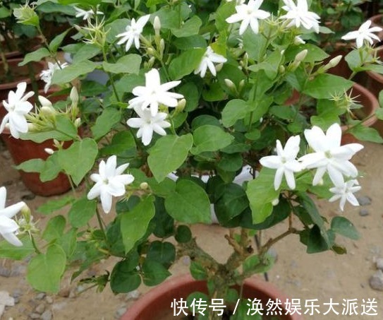 茉莉花|茉莉花僵苗不生长,两种解决“方案”,巧判断,恢复很简单