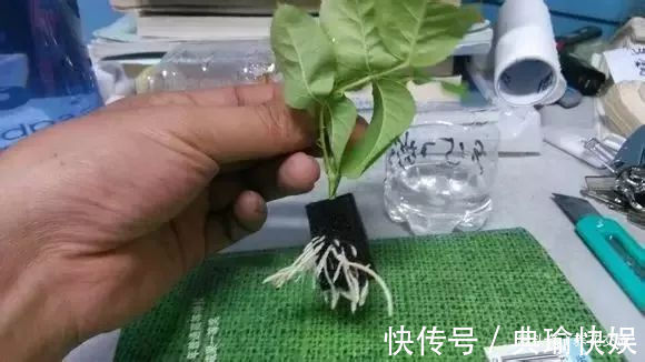 春末夏初特适合植物扦插繁殖，剪下来的枝条快速生根的方法