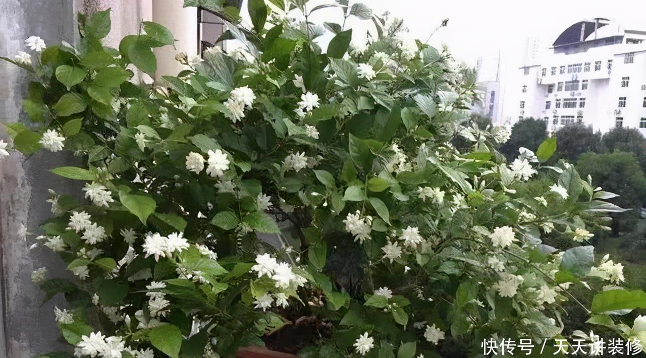 侧芽|5种花,夏天要“狠修剪”,剪的越多,花枝越多,好度夏