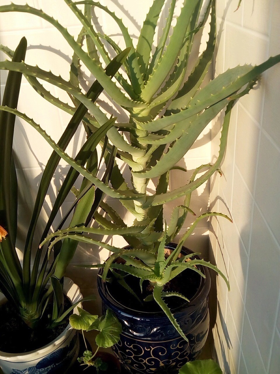 金枝玉叶|这花10块钱买一盆,养2年变老桩,叶子密、开花旺,每家都有