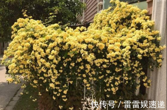 花开像月季，易爆花，-20℃冻不死，好养活不生病，比桂花香10倍