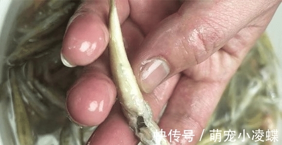 食材|这食材吃大不如吃小,多买些洗净整个放锅中一炖,鲜香入味还补钙