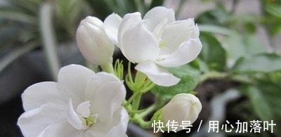 顶端|茉莉花八月容易“饿”,“喂养”做到位,花大香味浓!