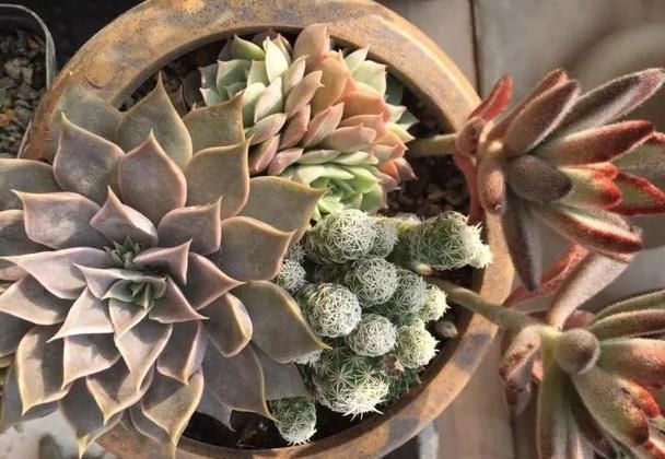  平静|遇见你真好！多肉让我得到了心灵的平静！