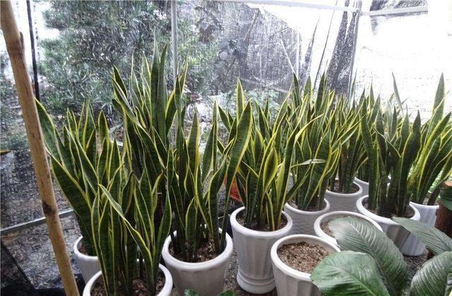 无根“虎皮兰”,上盆简单,2样东西一掺,毛根嗖嗖长,叶子高大