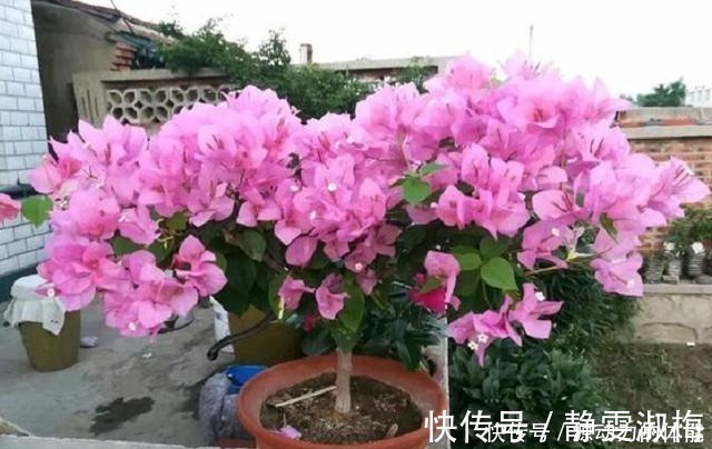 长高|家中常见的4种花,不能让它长太高,一长高就得剪,越剪越开花!