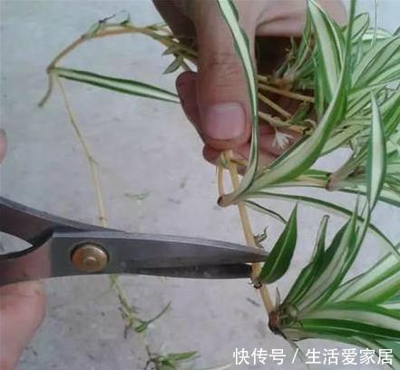 叶子|金边吊兰这样养，不用买就能种，叶子大颜色漂亮，一年长爆盆！