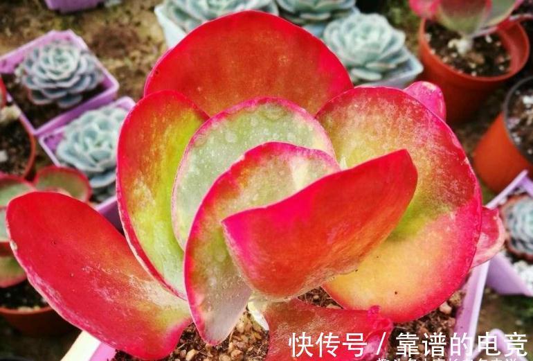 茎秆|多肉唐印只有1种,跟它有关的多肉却有两种,且比它更美更有特点