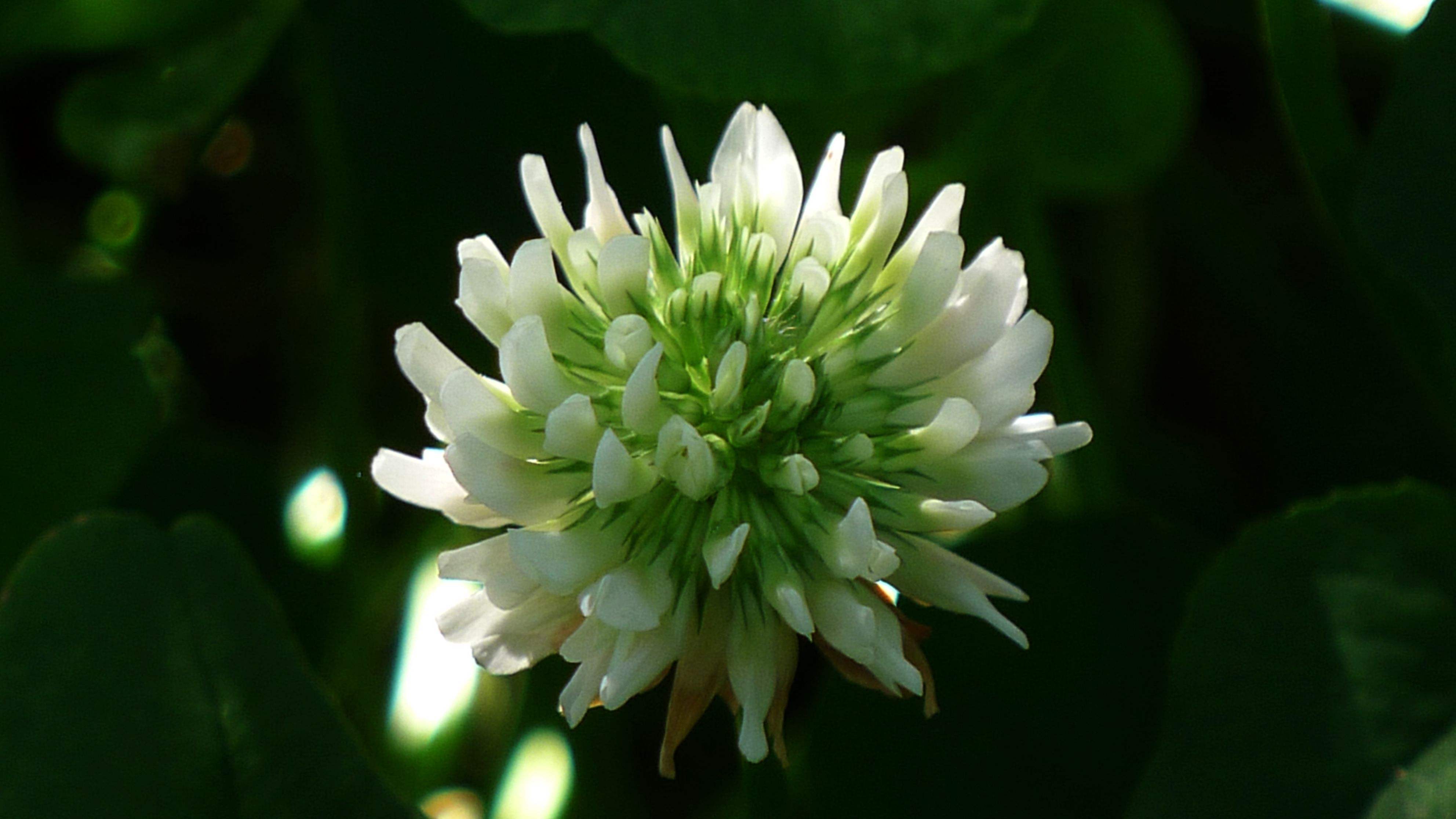 喜欢菊花,不如养盆车轴草,花开赛菊花,美不胜收,寓意吉祥好养