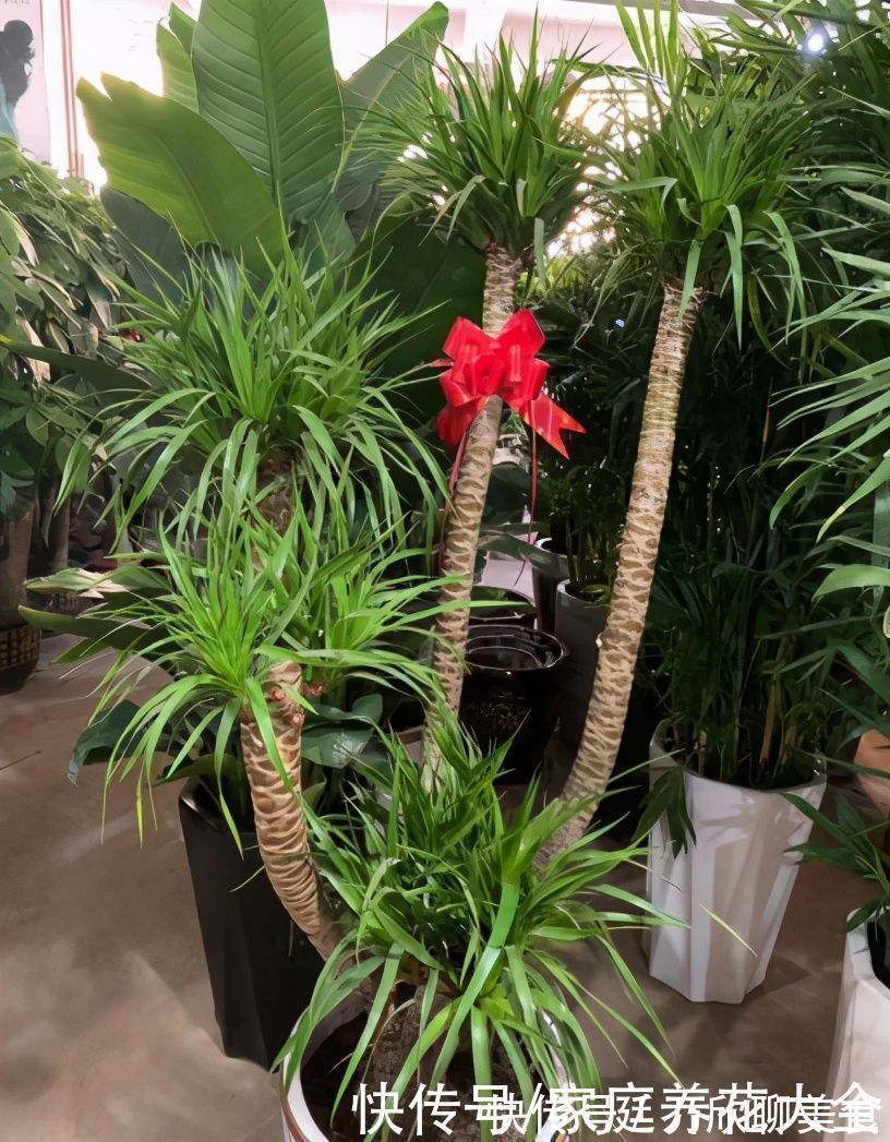 土壤|“它”真是个寿星老、养护得当、活上几十年那是小意思