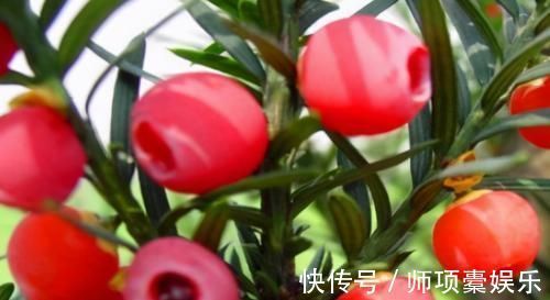 润肺|女性要养生,不妨多吃此食物,清热降火、润肺去燥,谁吃谁健康