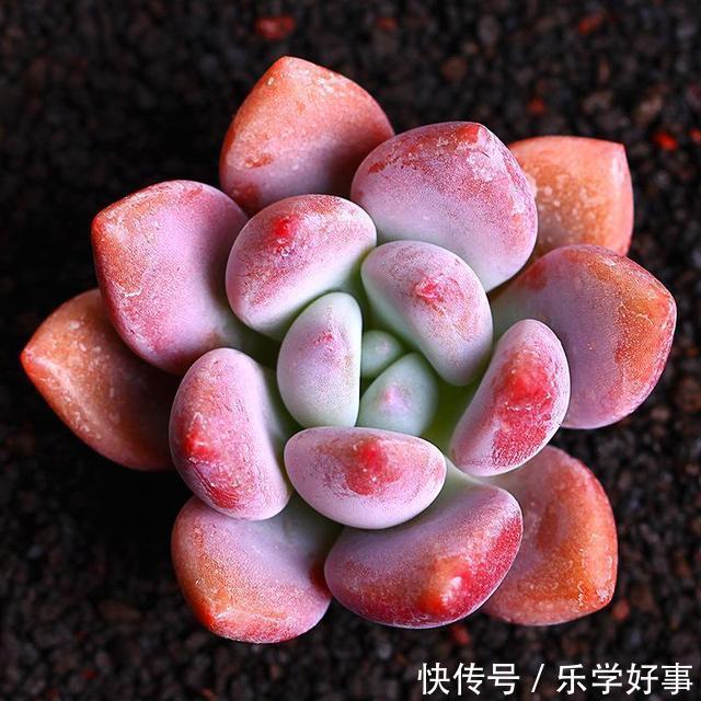 最萌不过粉色，这10款粉色系多肉，各有各的美，哪种能“粉”到你