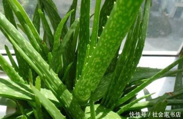 金边虎皮兰|适合懒人养的6种花,沾土就活,越长越多,盆里都装不下了