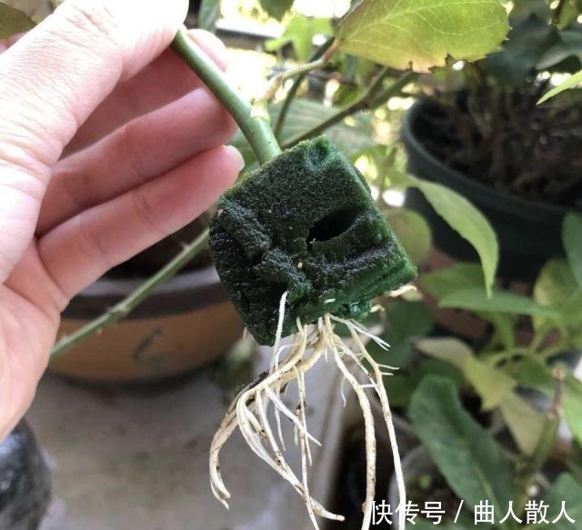 扦插月季不生根用它捂一捂,过几天“冒白根”,变成月季大户!
