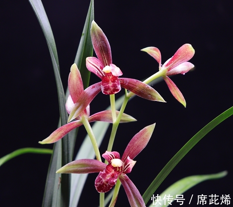花舌|国魂兰花被誉为“四大天后”之一，开花比鸡血还红，花香迷人