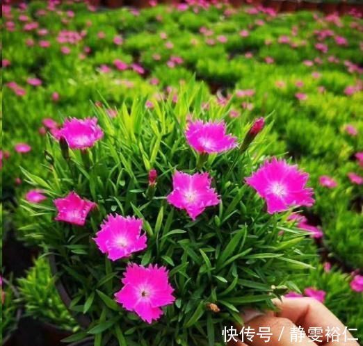 这花一年可开花300天,盆栽或庭院花坛均可种植,耐热又耐寒