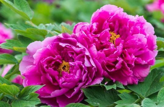 只需三招,让叶片发黄的牡丹国花恢复健康,长势迅速,不断爆盆!