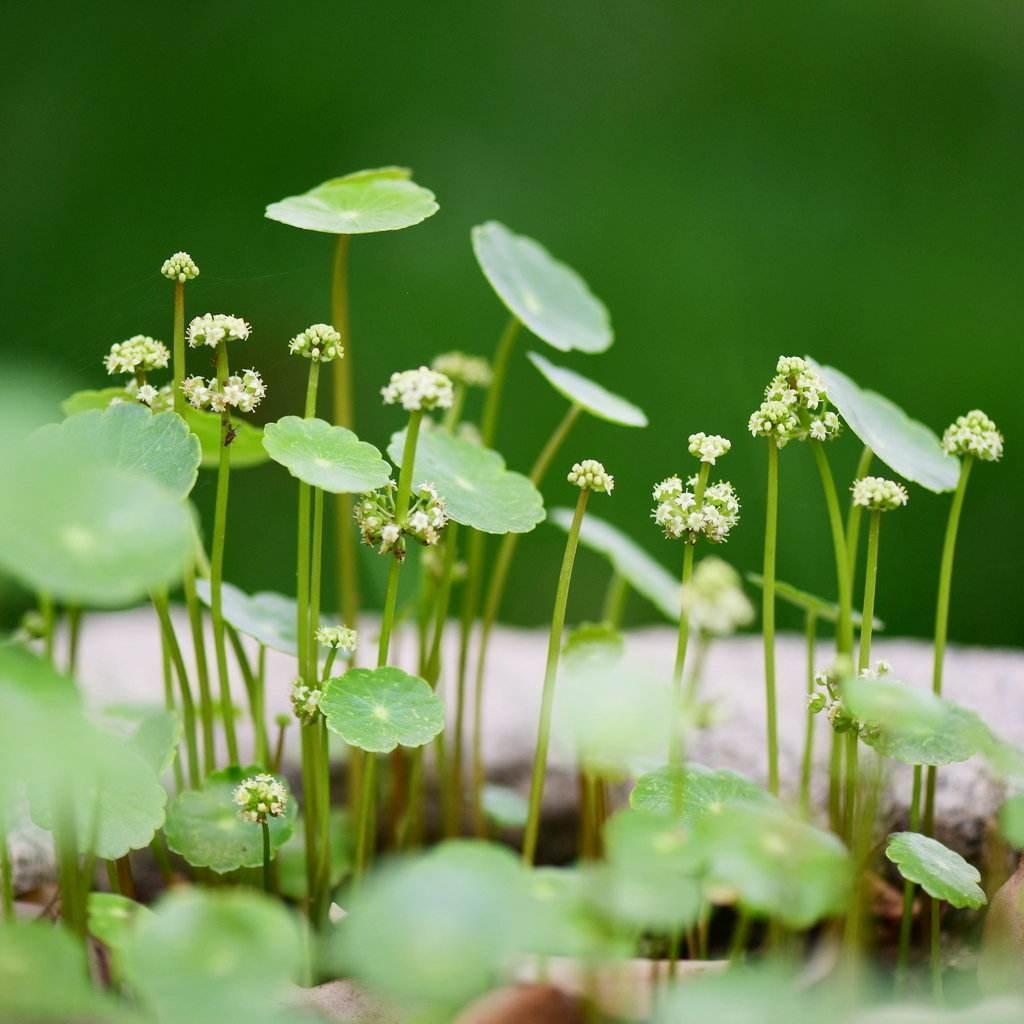 铜钱草叶子枯黄,没精神,是不是快要枯萎了