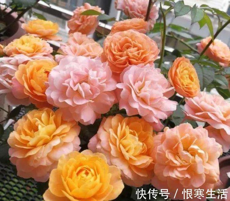 此花超漂亮,沾土就活,比牡丹还美,年年开花美翻